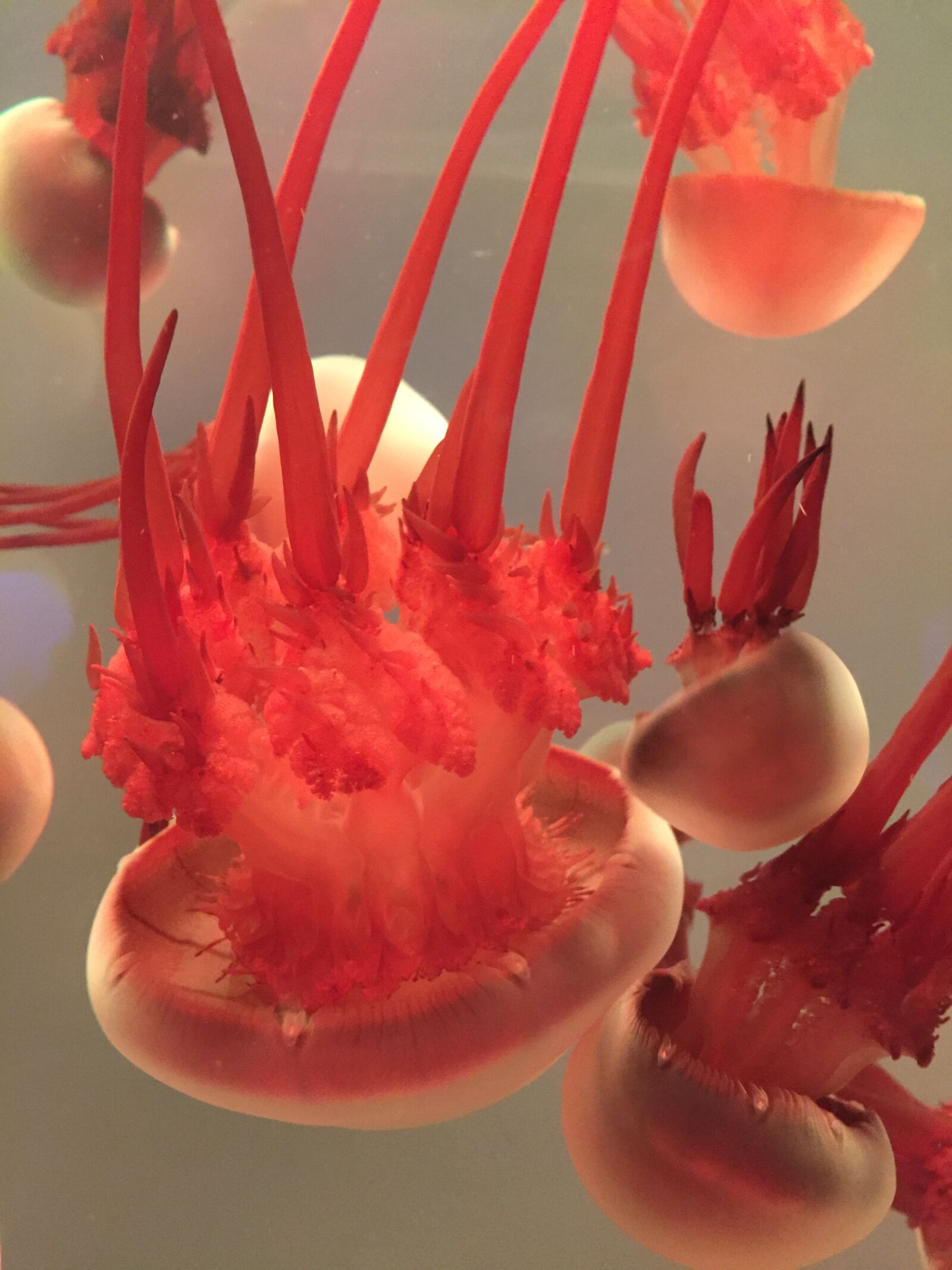 Apple iPhone 6 sample photo. Jellyfish, aquarium, close-up photography