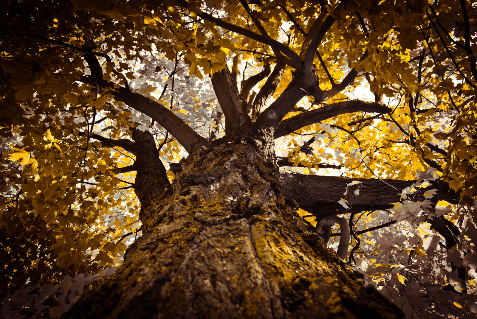 Nikon D200 sample photo. Tree photography