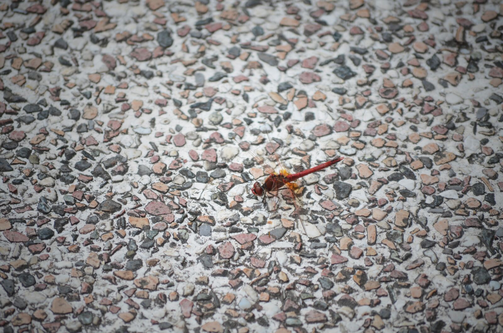 Nikon D7000 sample photo. Dragonfly, pebble, animal photography