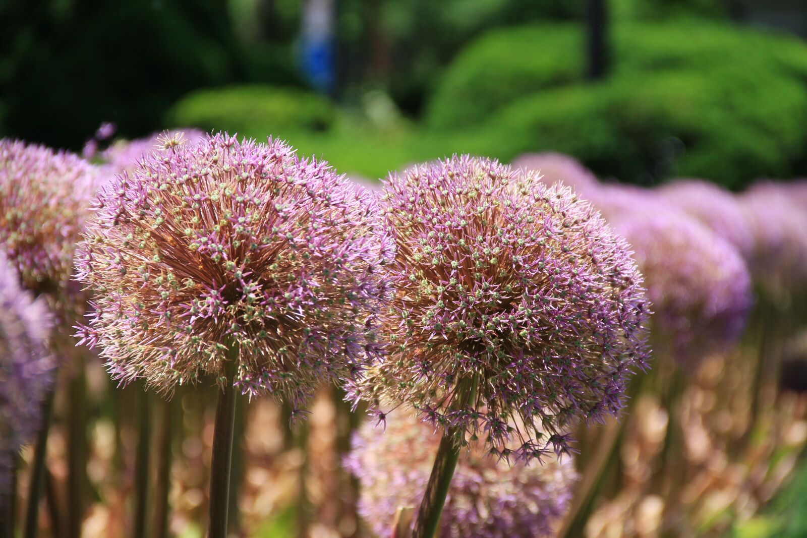Canon EOS 7D sample photo. Giant allium, plant, flower photography