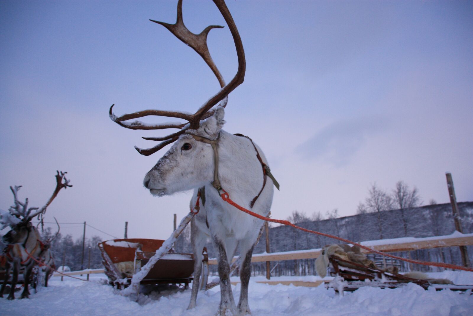 Canon EOS 450D (EOS Rebel XSi / EOS Kiss X2) sample photo. Lapland, snow, rennes photography