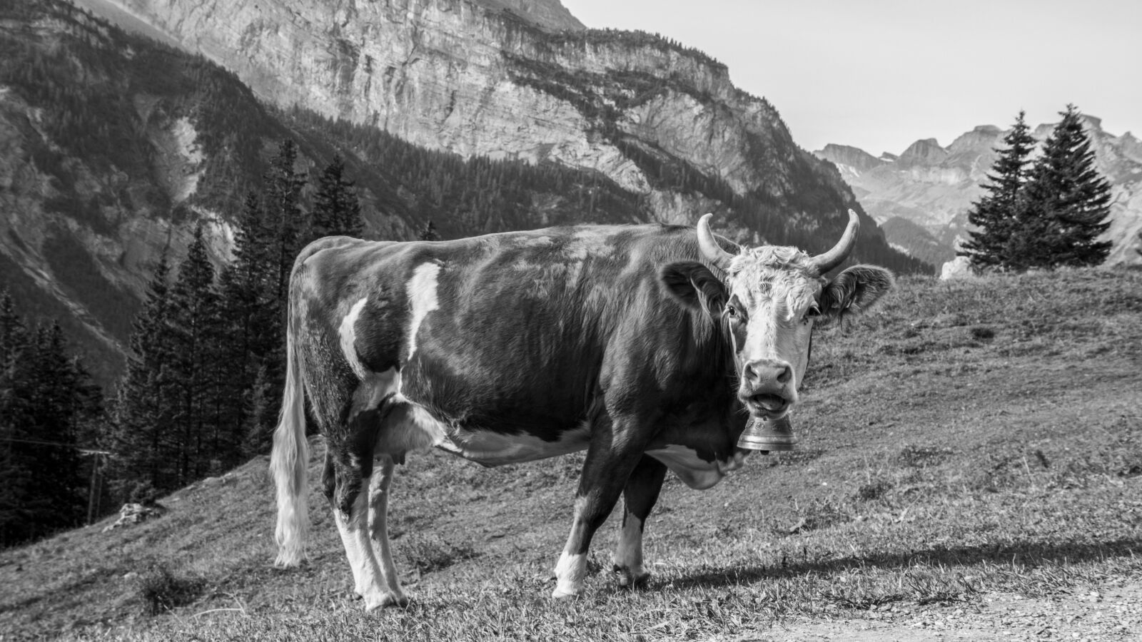 Canon EOS 70D sample photo. Cow, meadow, pasture photography