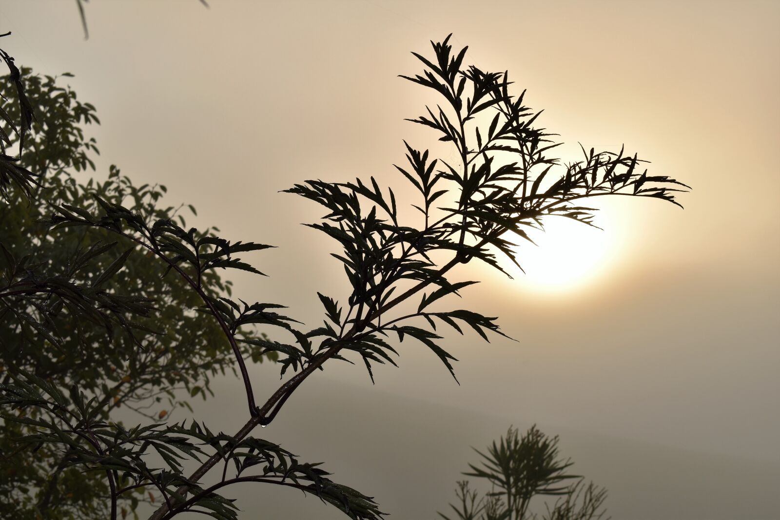 Nikon D5500 sample photo. Mood, sunrise, fog photography