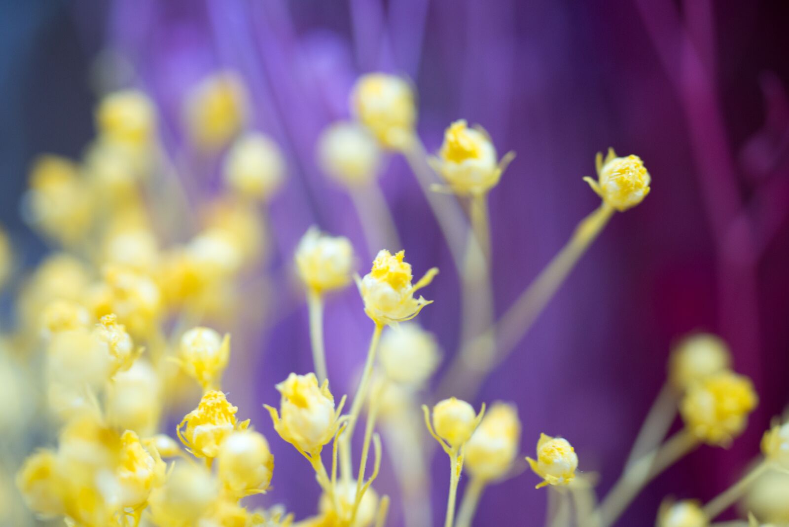 Nikon D800 sample photo. Jeongokport, flower, nature photography