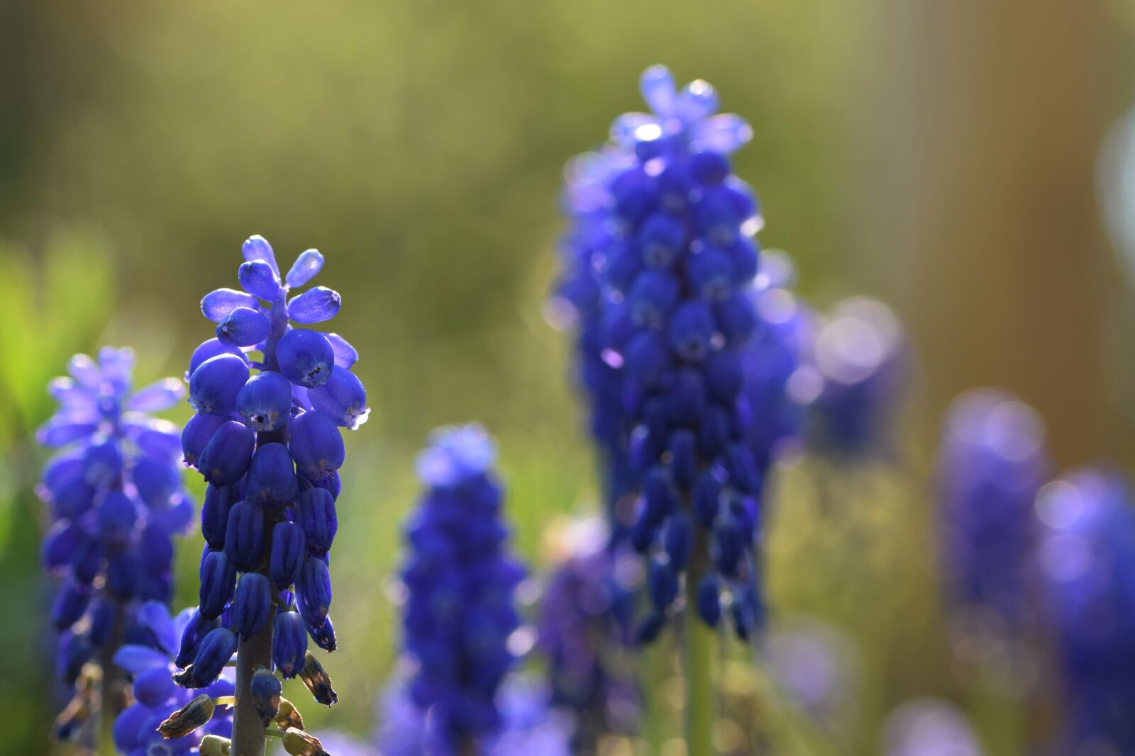 Nikon D5300 sample photo. Blossom, bloom, flower photography