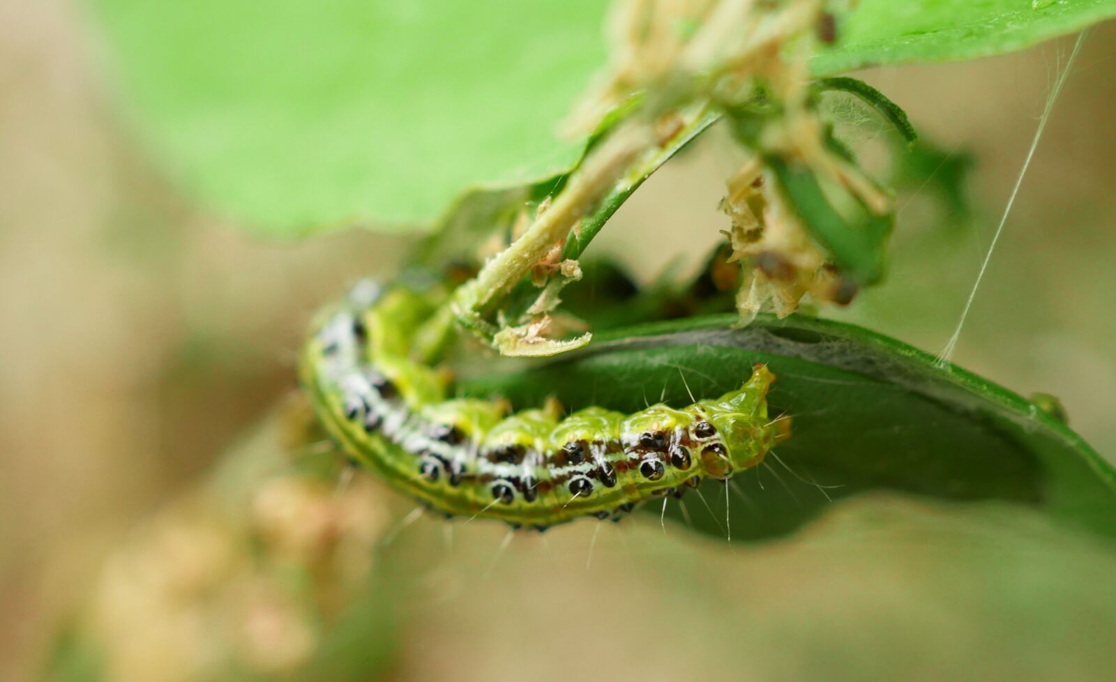 Panasonic Lumix DMC-GX8 sample photo. Caterpillar, boxwood borer, pest photography