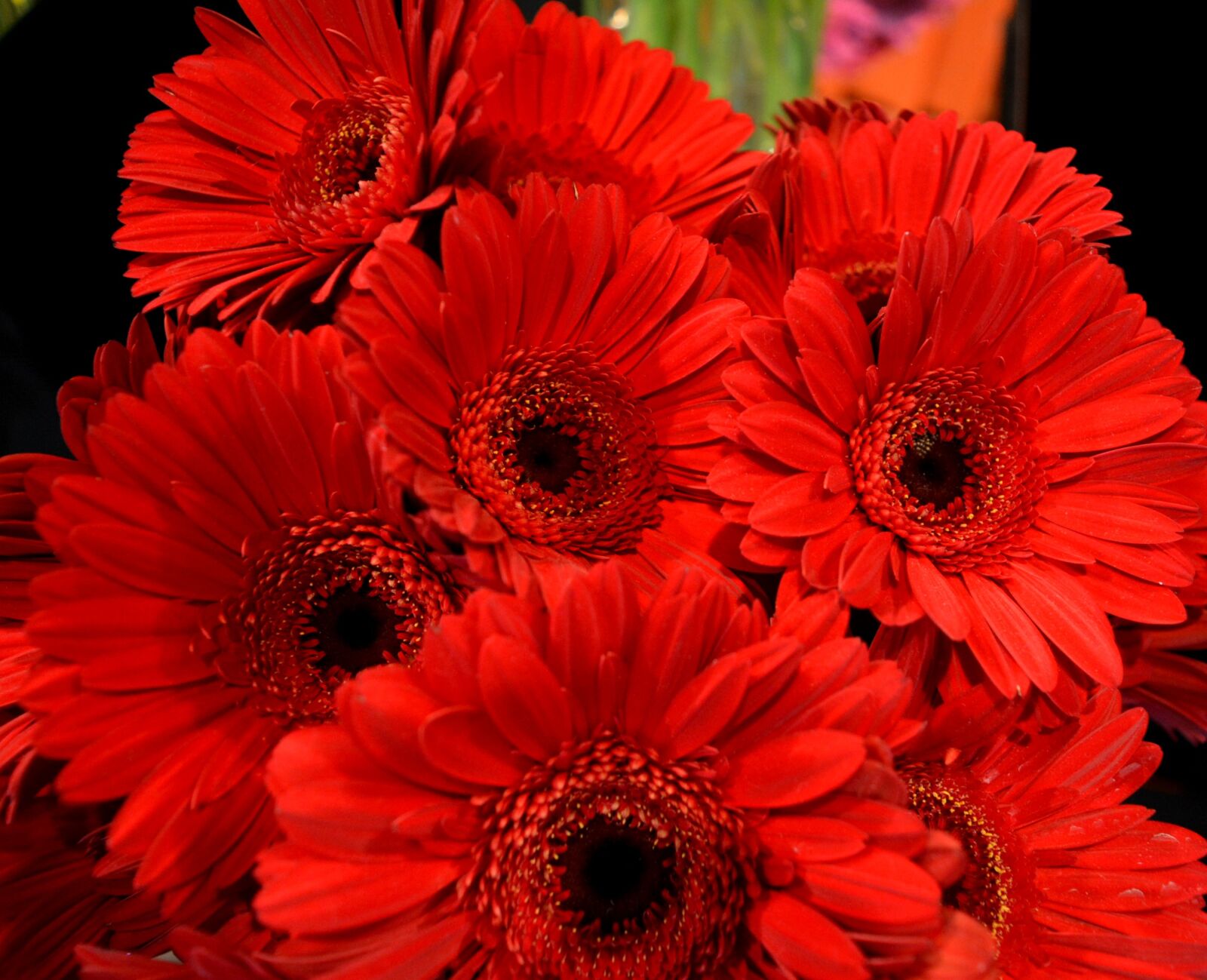Nikon D5200 sample photo. Gerberas, red, red flower photography