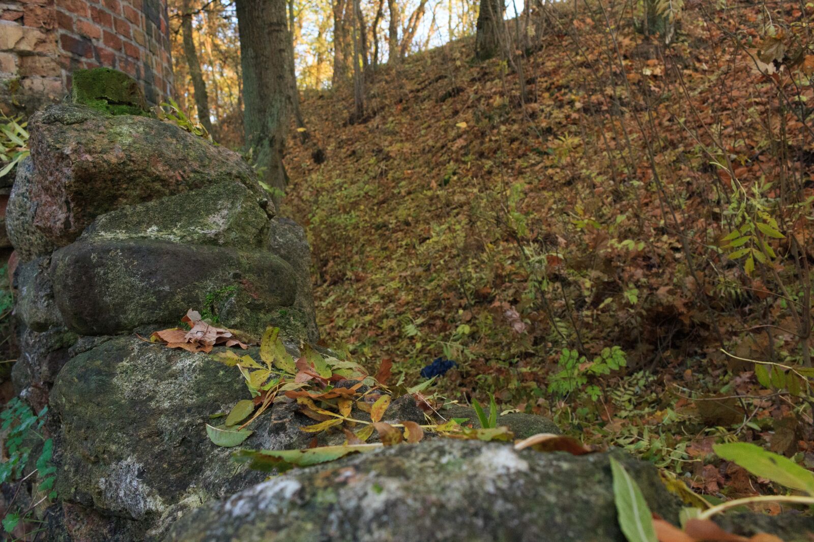 Canon EOS 100D (EOS Rebel SL1 / EOS Kiss X7) sample photo. Autumn, foliage, forest photography