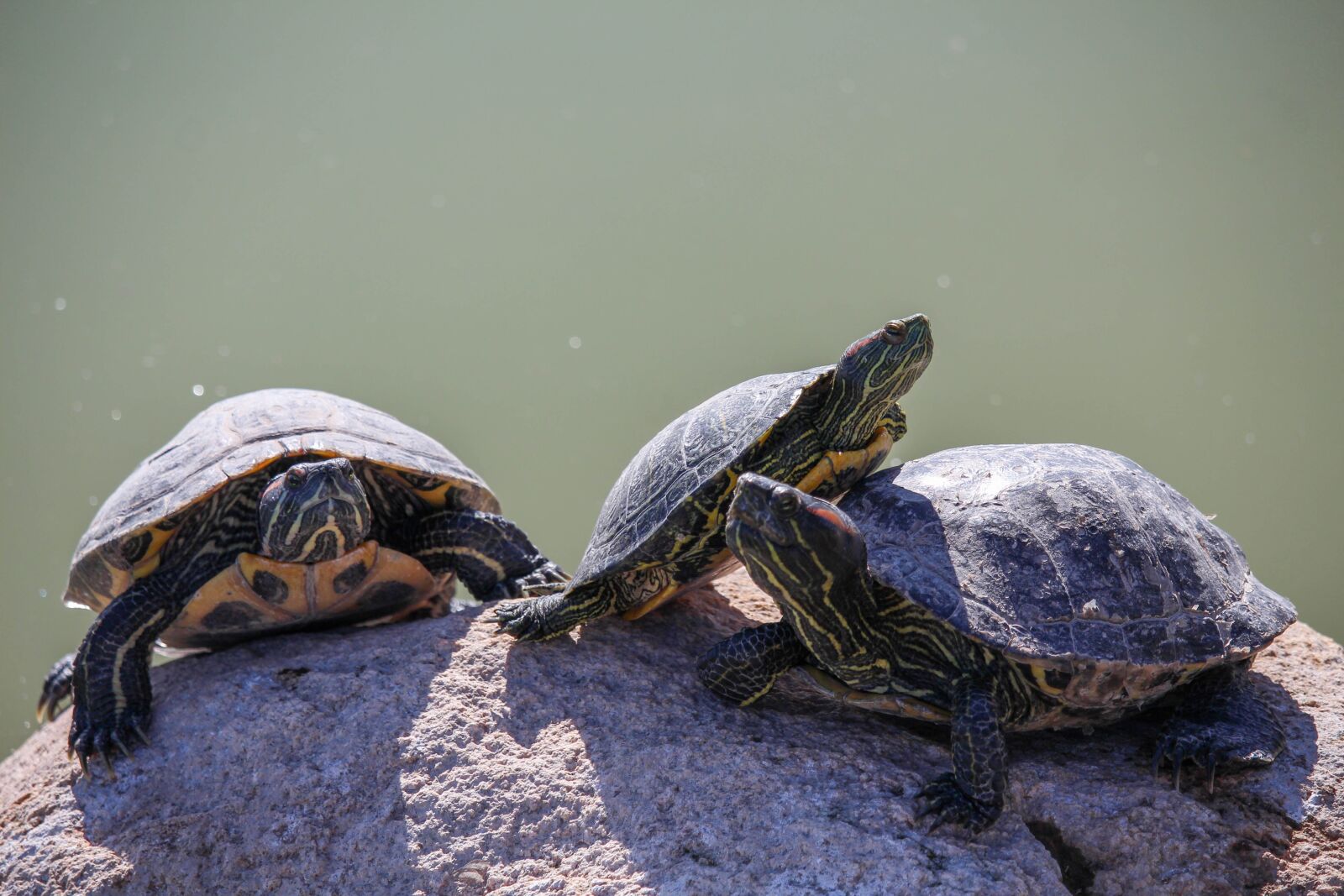 Canon EOS 700D (EOS Rebel T5i / EOS Kiss X7i) sample photo. Turtle, reptile, tortoise photography