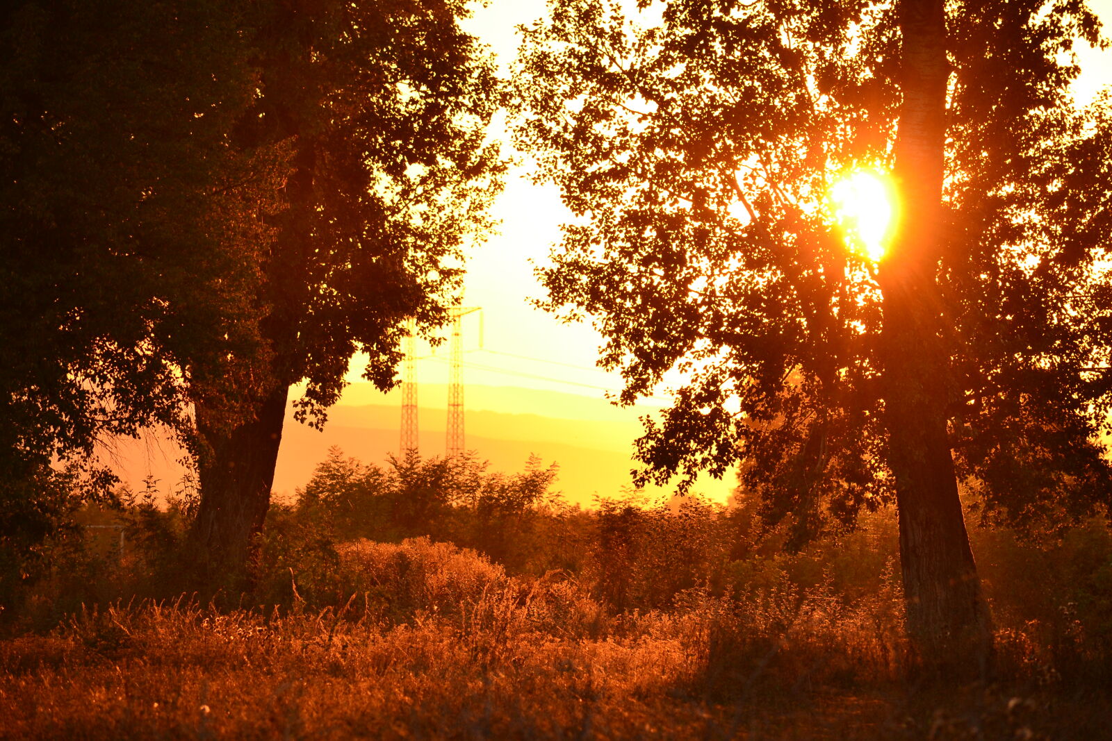 Nikon D3100 sample photo. Autumn, countryside, dried, flowers photography