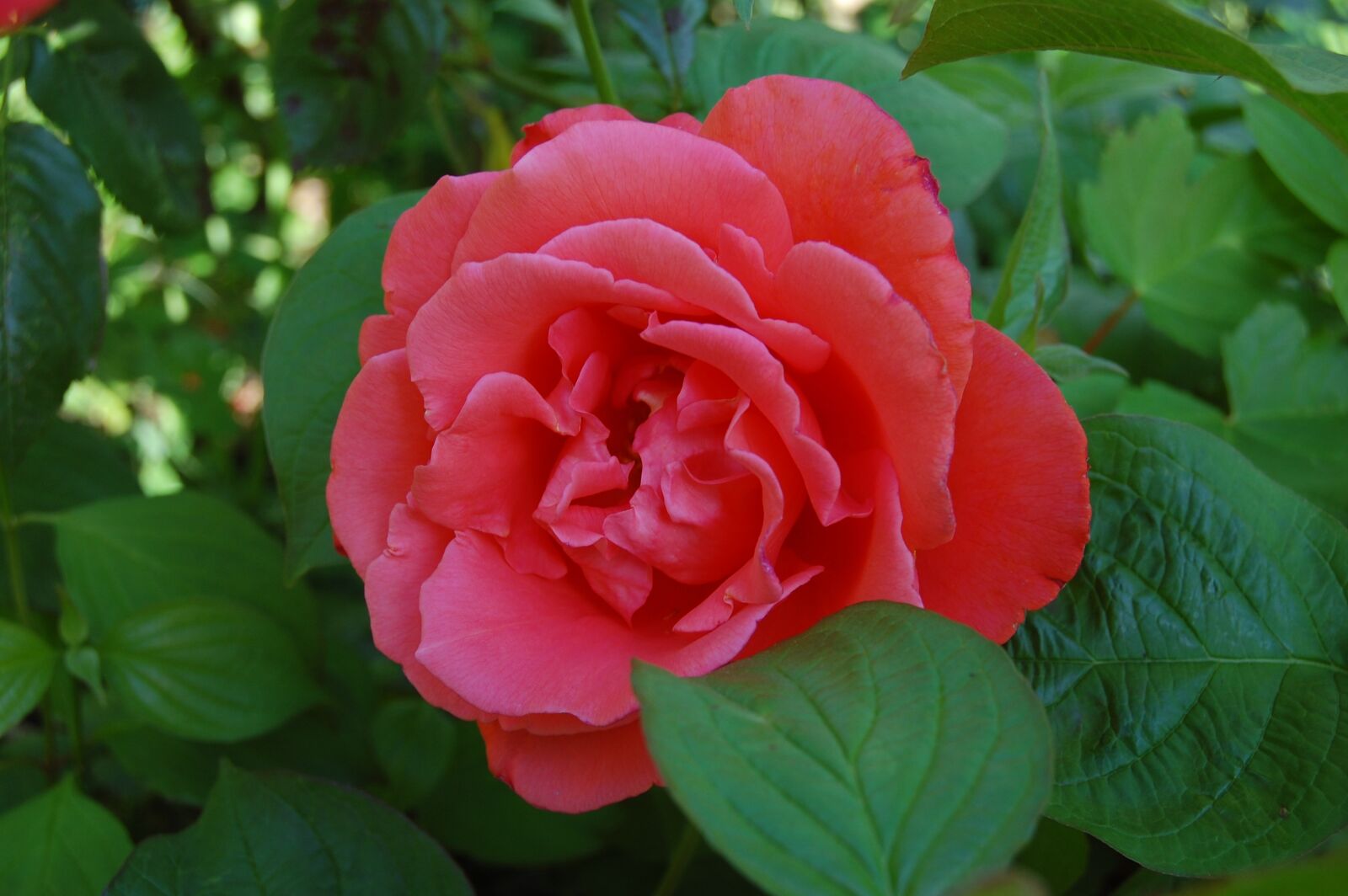 Nikon D40 sample photo. Flower, pink, red photography