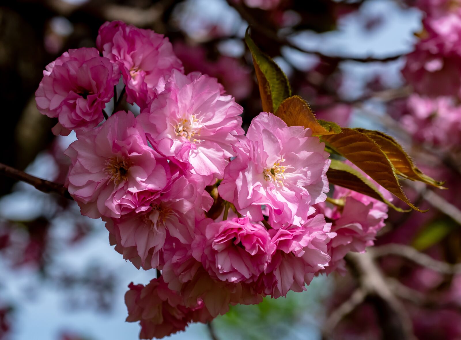 Nikon D500 sample photo. Tree, blooming, springtime photography