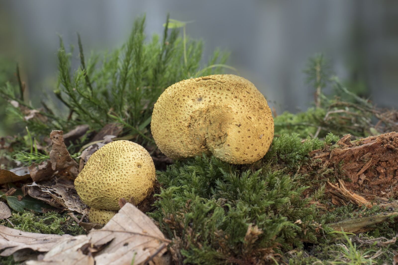 Olympus OM-D E-M5 II + Olympus M.Zuiko Digital ED 12-40mm F2.8 Pro sample photo. Mushroom, citrinum, bovist photography