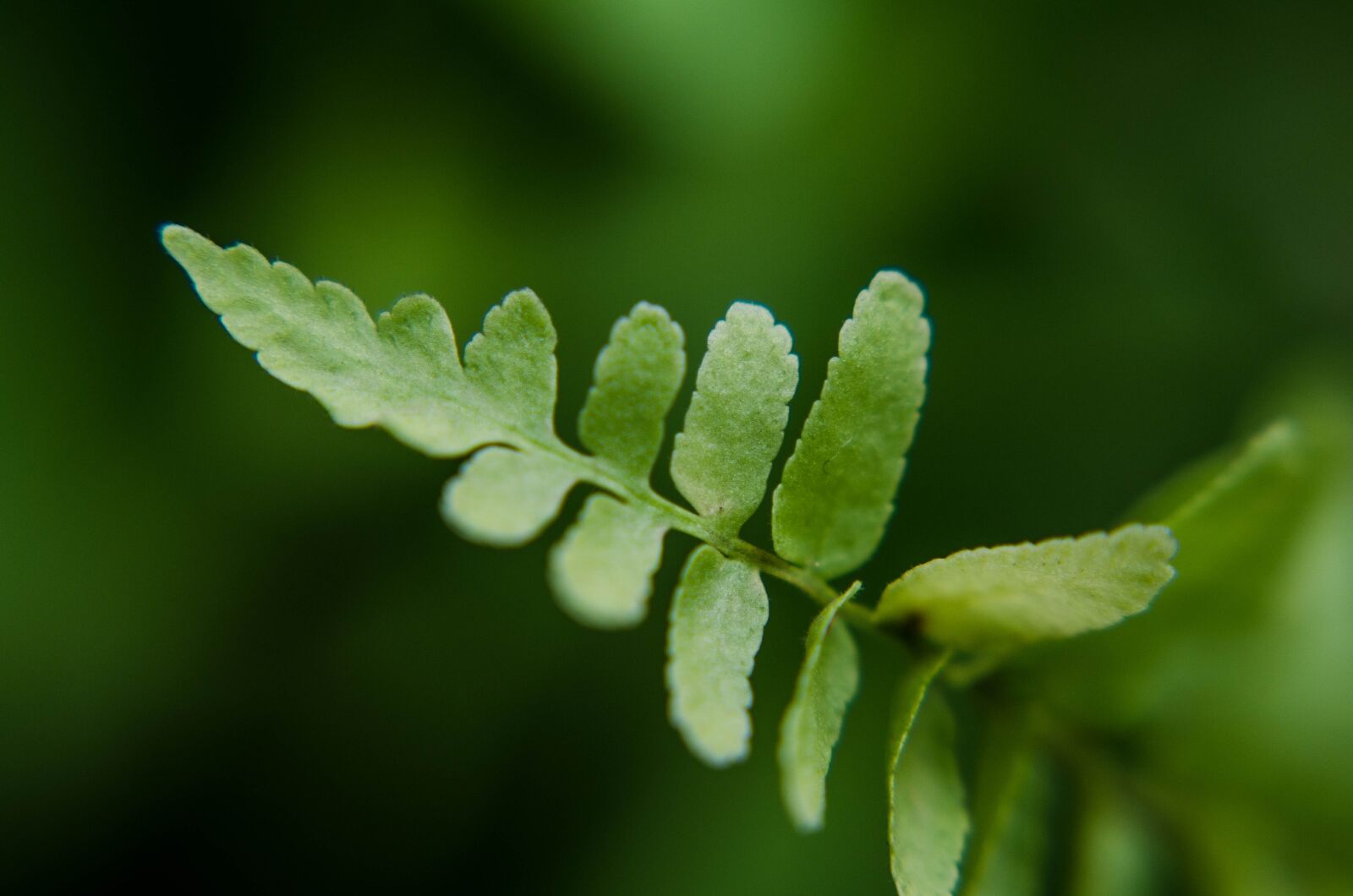 Nikon D7000 sample photo. Leaf, green, foliage photography