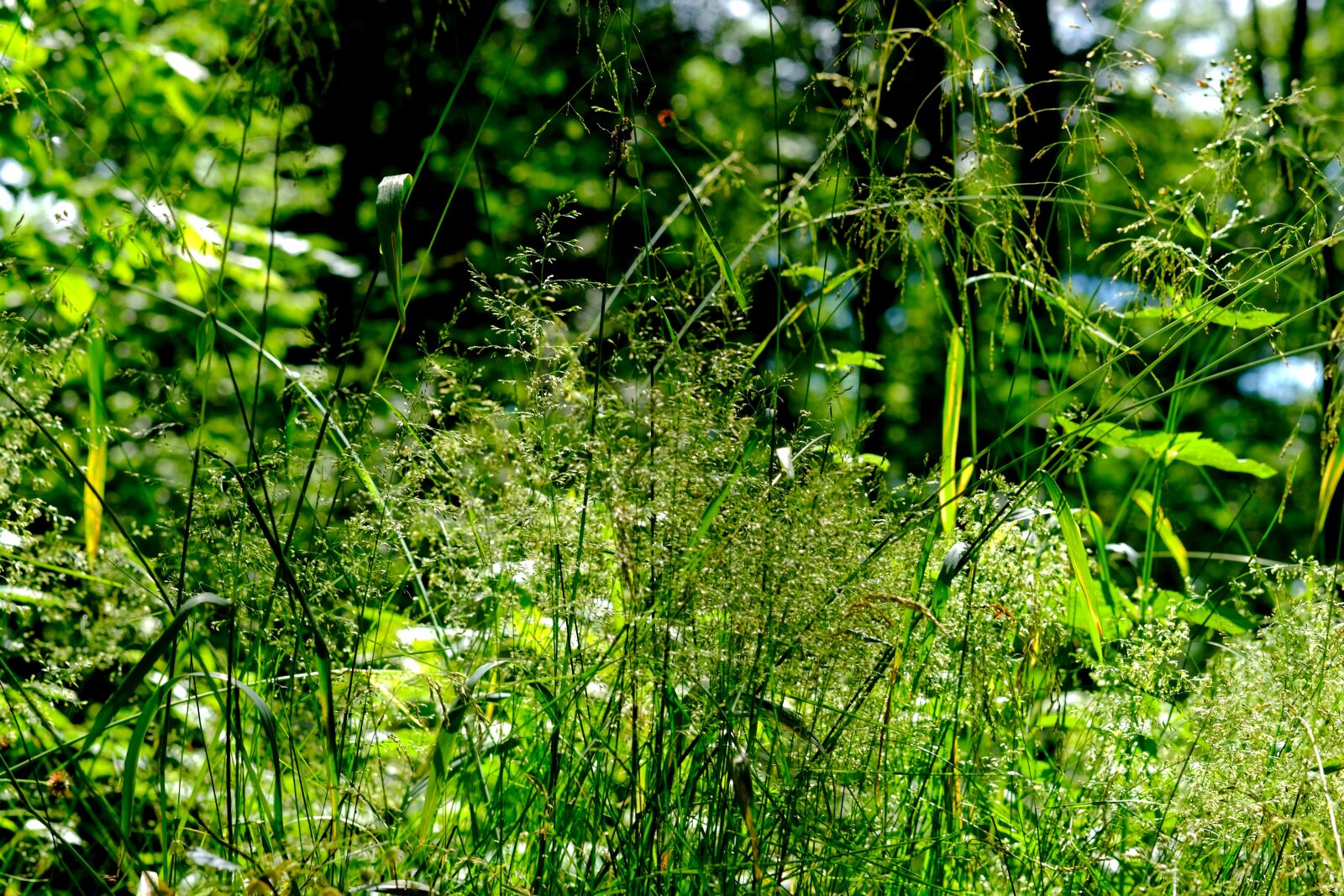 Fujifilm X-T20 sample photo. Grasses, forest, nature photography