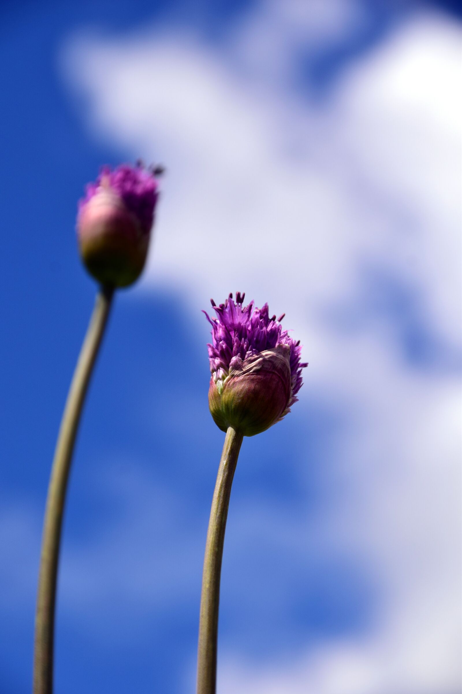 Nikon D3300 sample photo. Leek, giant allium, violet photography