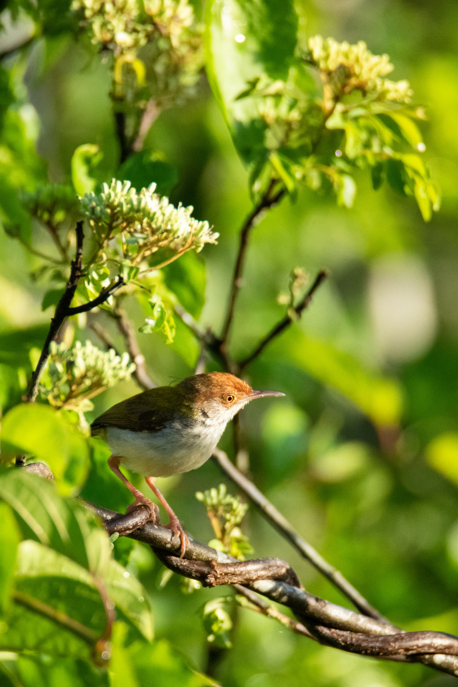 Nikon D7500 sample photo. Tailor bird photography