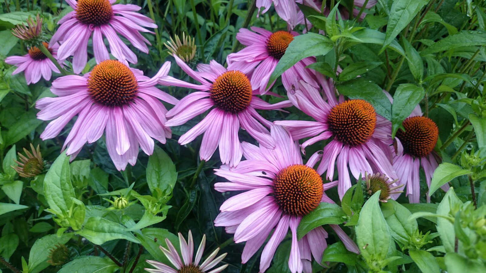Sony Xperia Z1 Compact sample photo. Autumn flowers, garden, violet photography