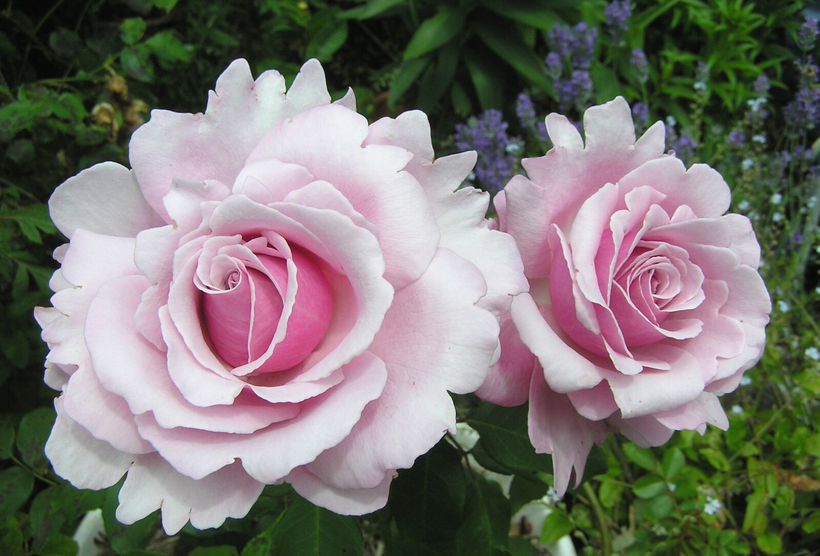Olympus C750UZ sample photo. Roses, pink, fragrant photography