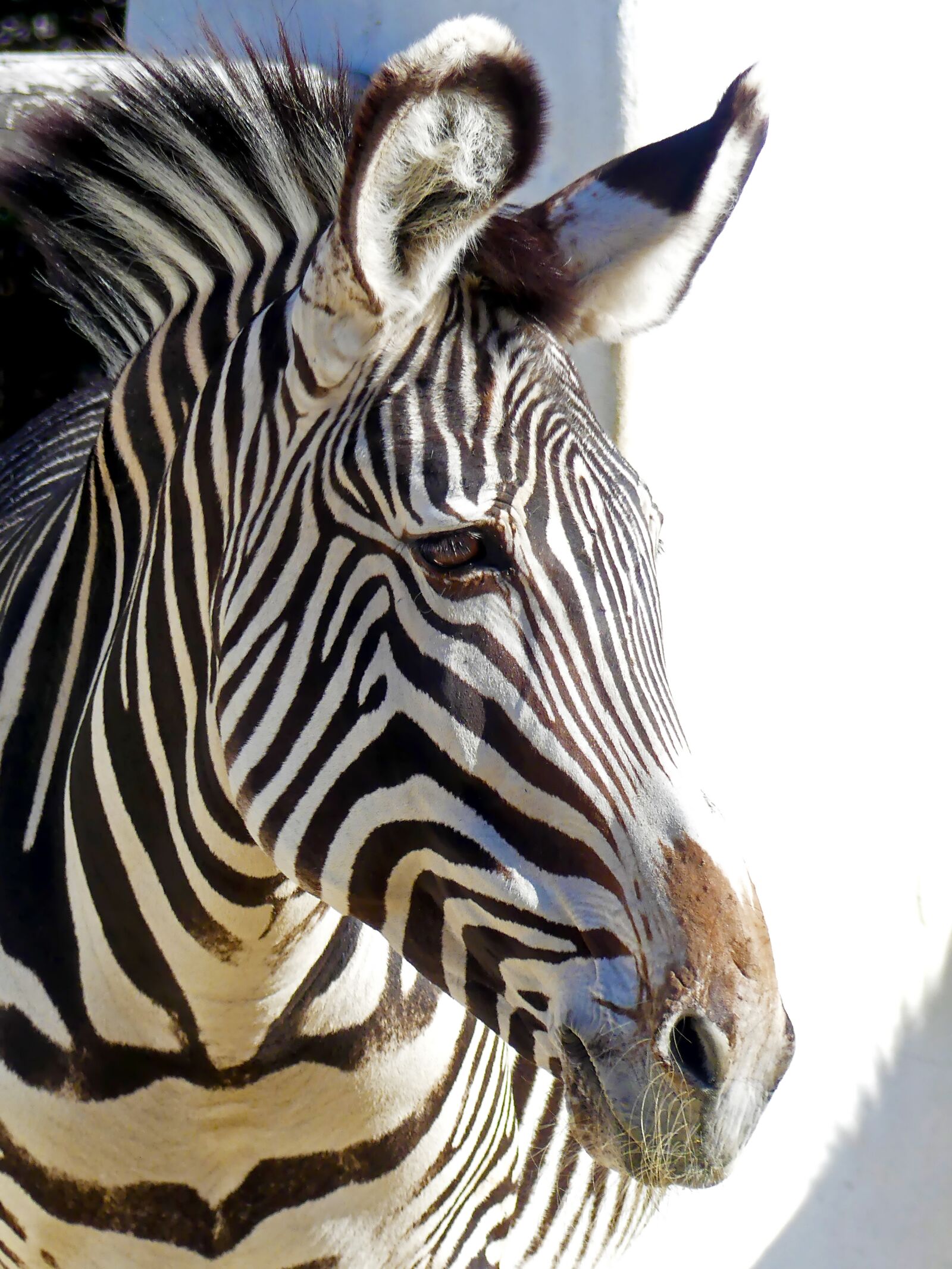 Panasonic Lumix DMC-FZ300 sample photo. Zebra, stripes, animal photography