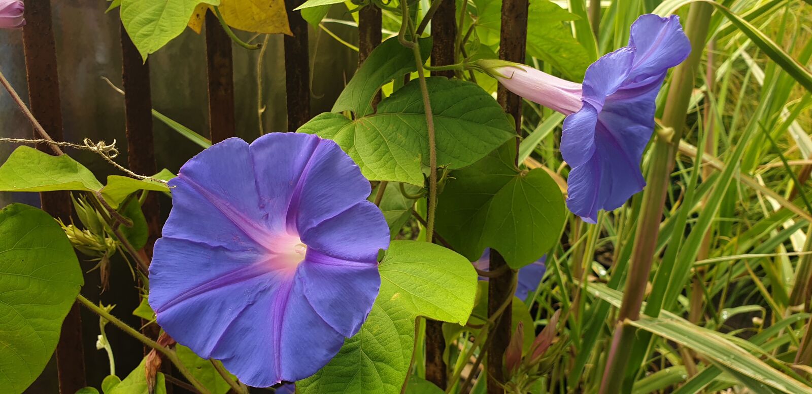 Samsung Galaxy S9 sample photo. Blossom, bloom, blue photography