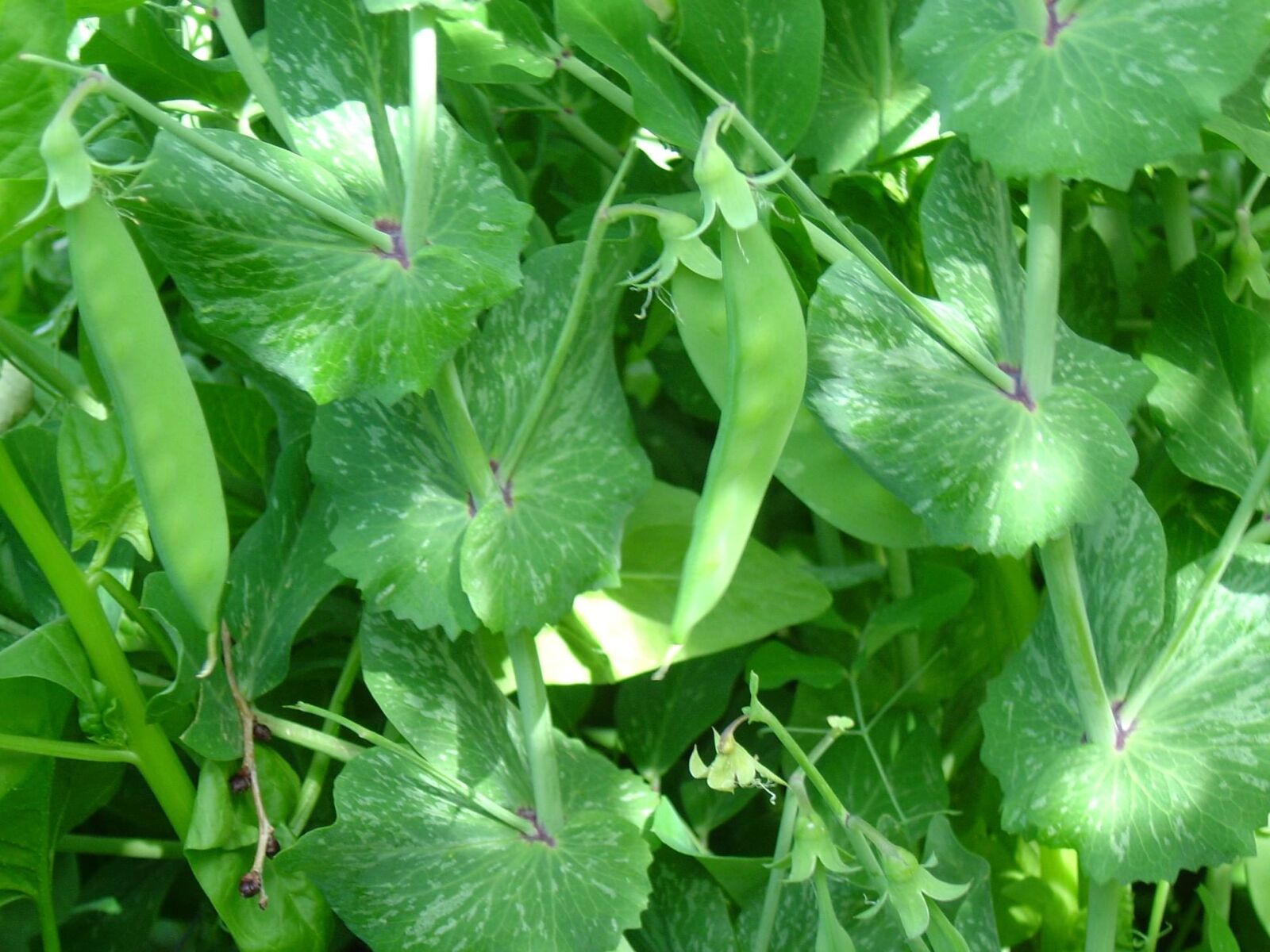 Sony DSC-P10 sample photo. Green peas vine photography