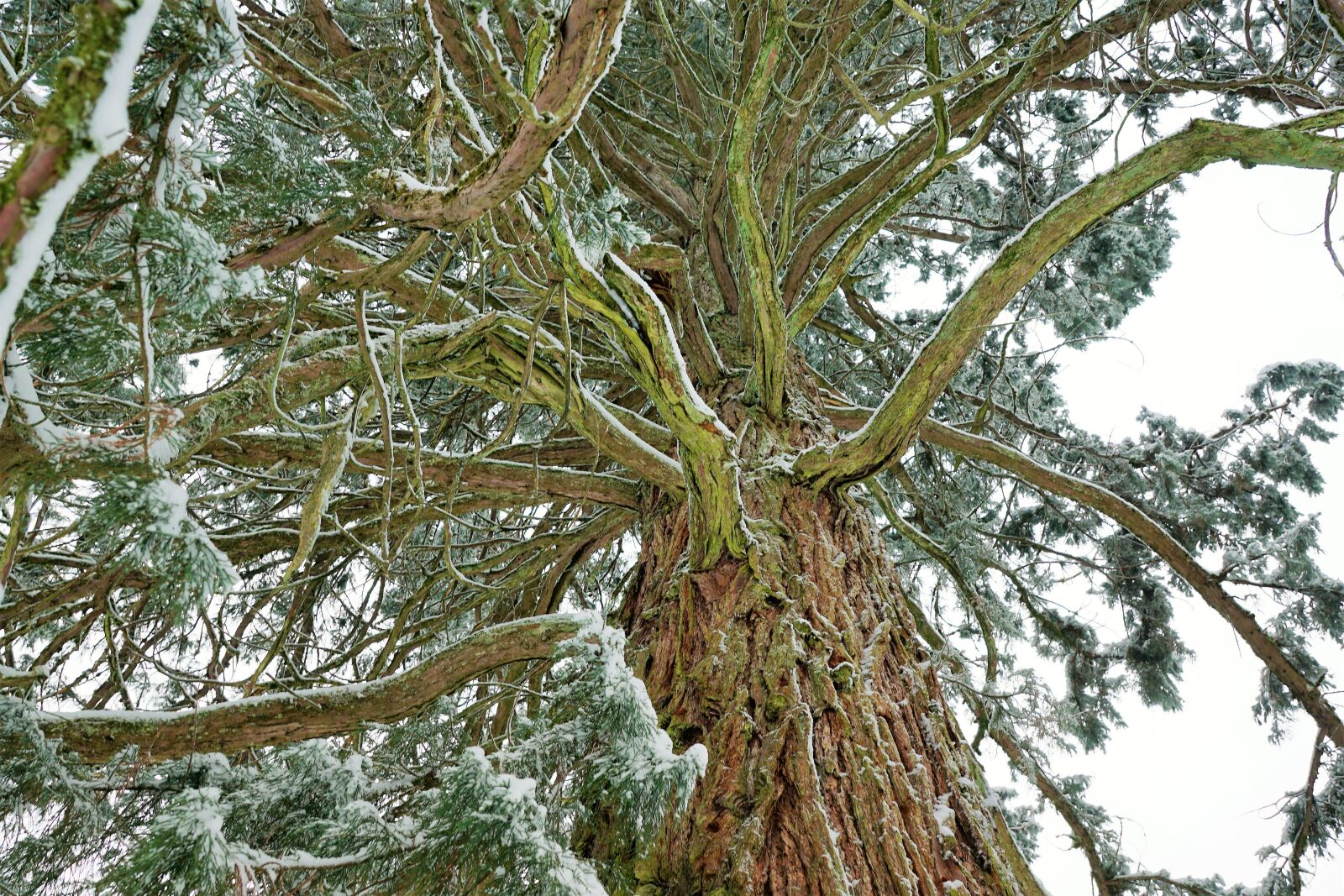 Sony ILCA-77M2 + Sony DT 16-50mm F2.8 SSM sample photo. Tree, nature, wood photography