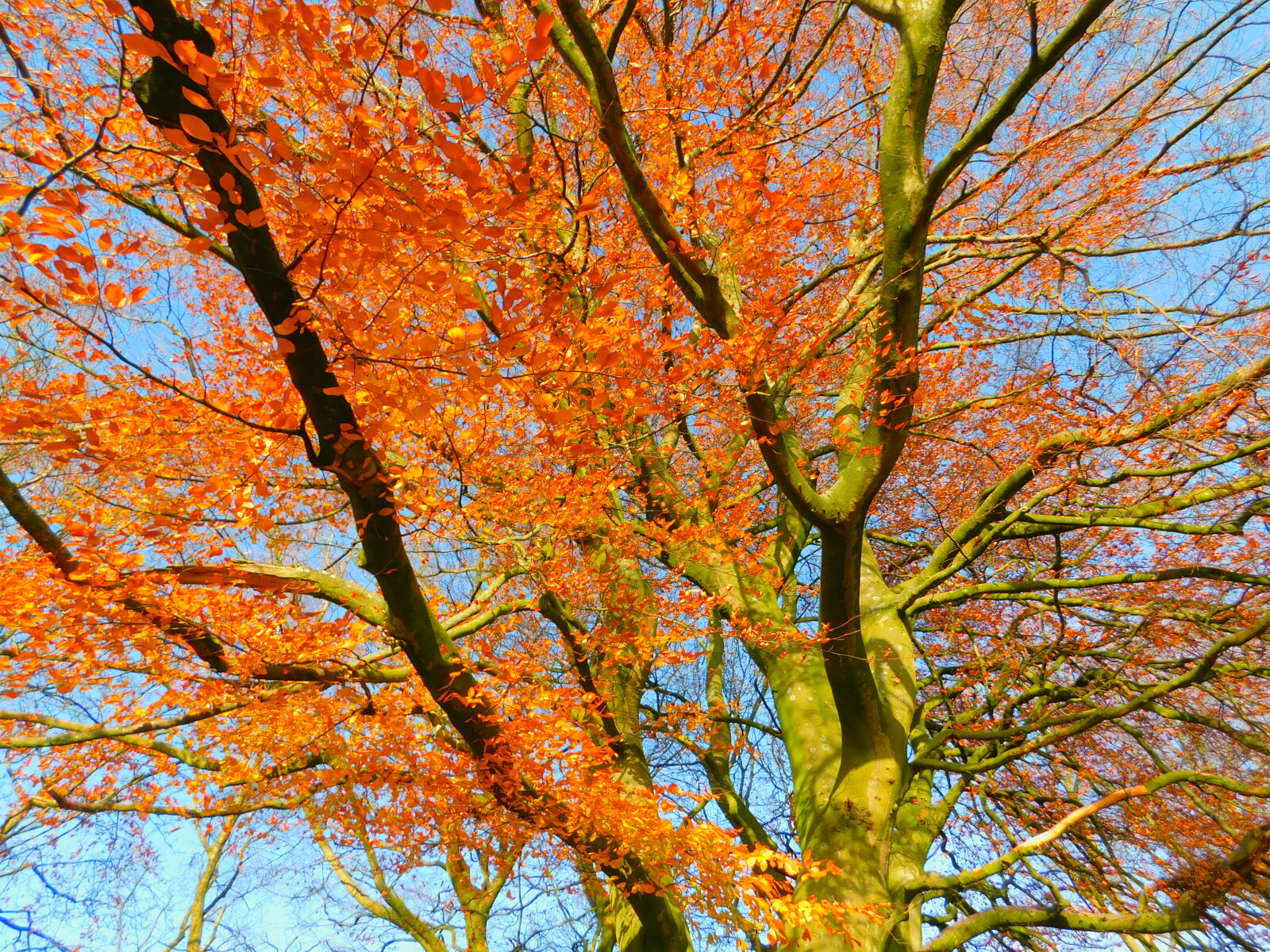 Nikon Coolpix B500 sample photo. Autumn, leaves photography