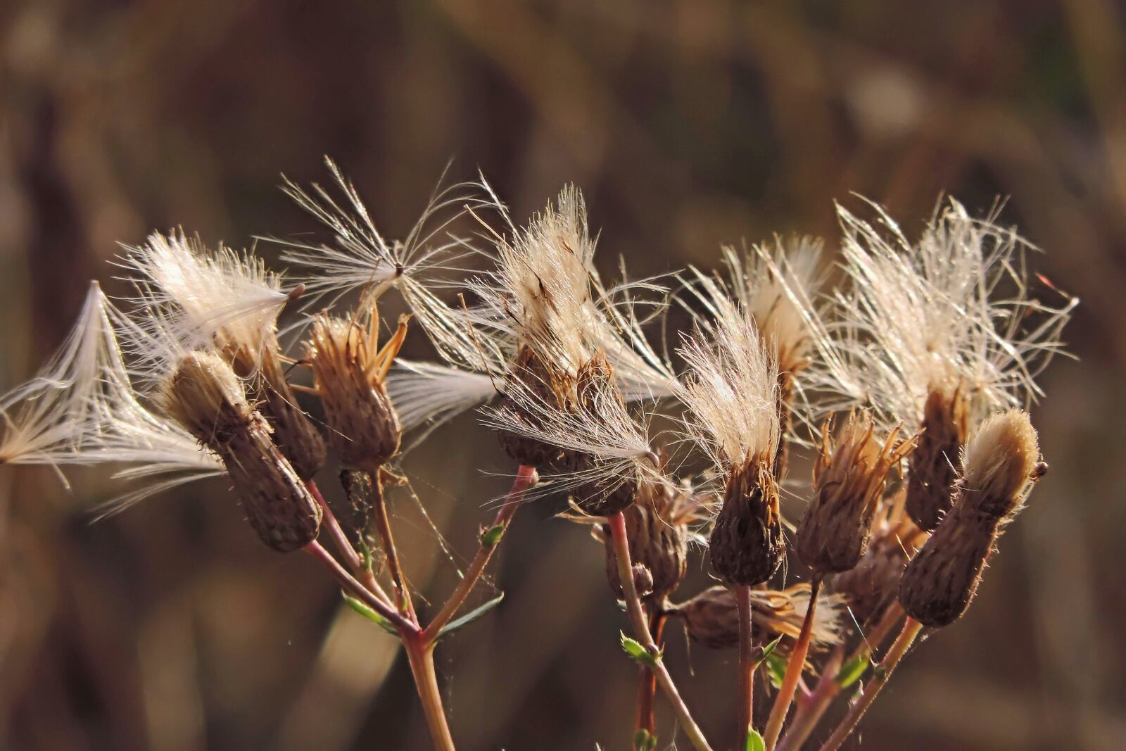 Nikon Coolpix P520 sample photo. Thistle, seeds, dandelion photography