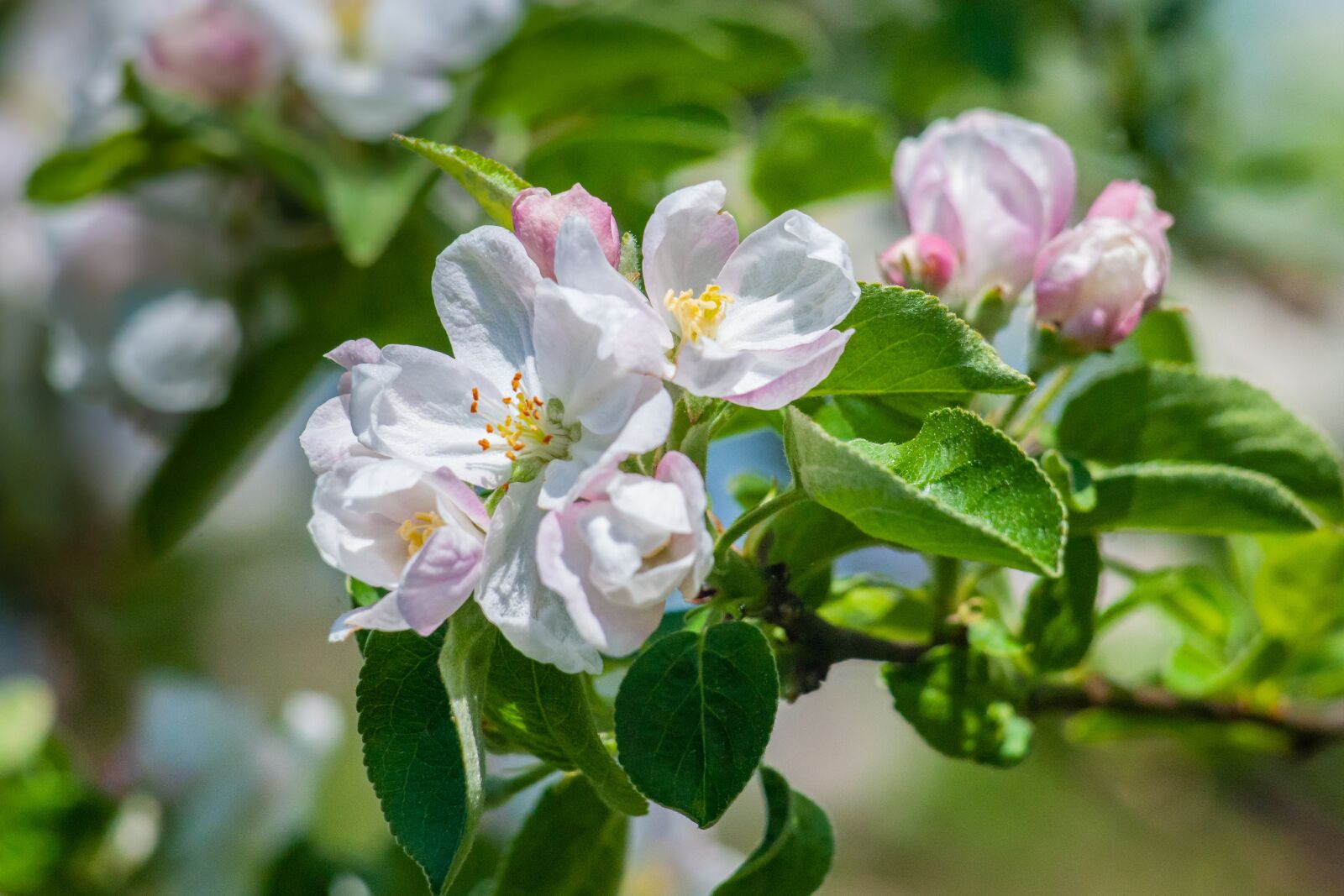 Nikon D3X sample photo. Spring, flowers, apple photography