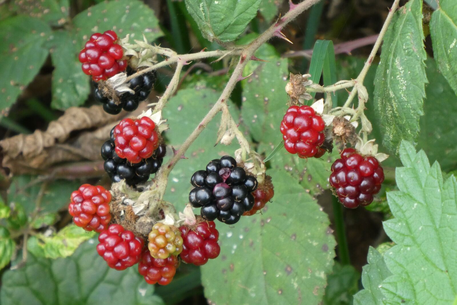Panasonic Lumix DC-ZS70 (Lumix DC-TZ90) sample photo. Blackberries, forest, mature photography