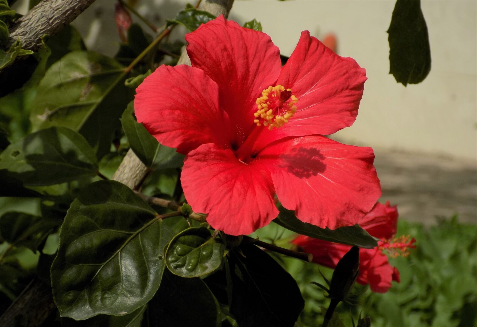 Nikon COOLPIX L340 sample photo. Nature, flower, flora photography