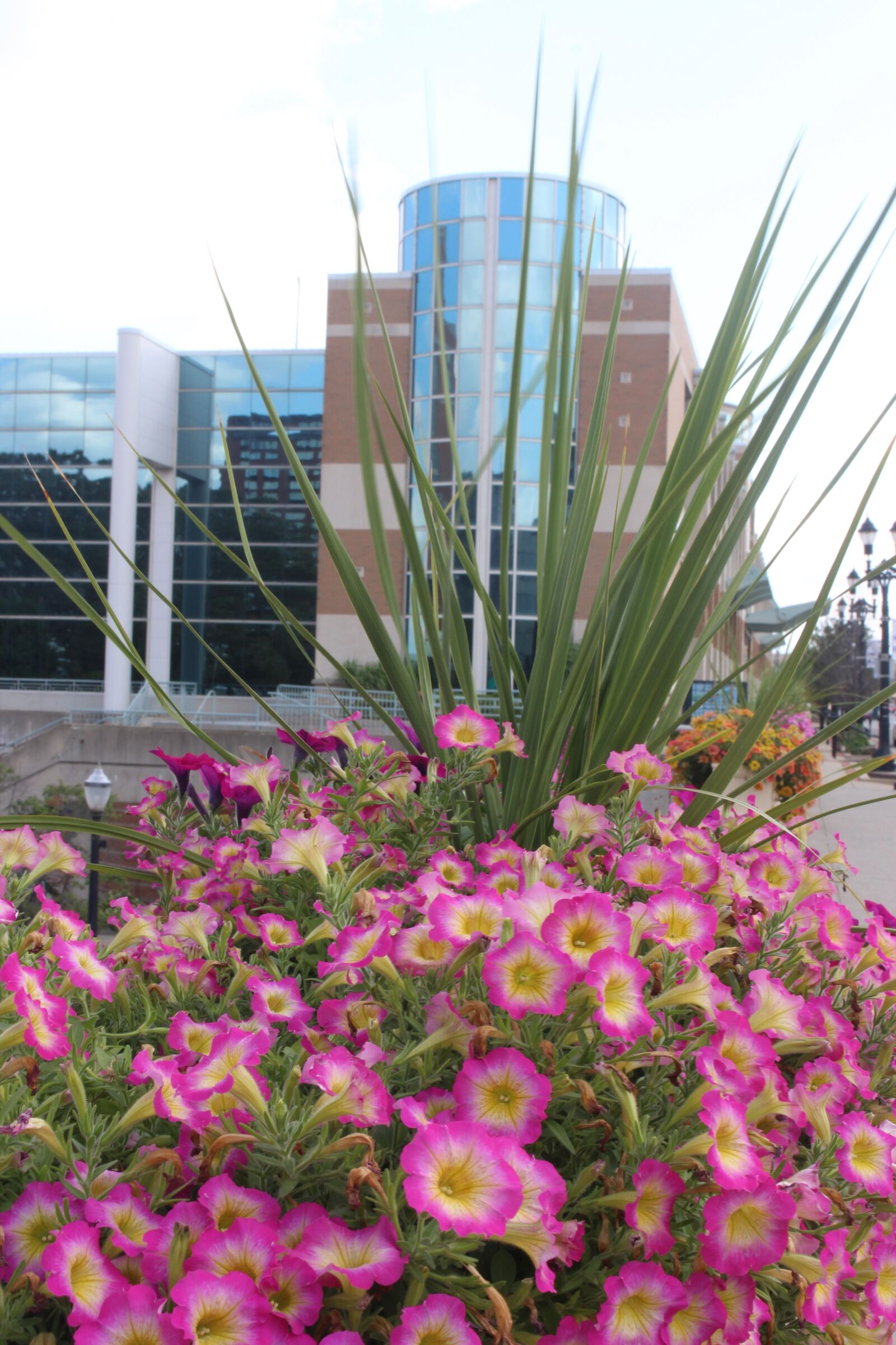 Canon EOS 700D (EOS Rebel T5i / EOS Kiss X7i) sample photo. Flowers, building, pink photography