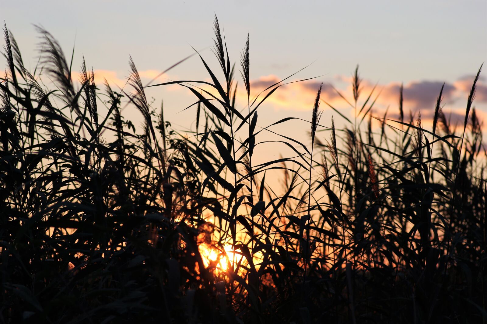 Canon EOS 550D (EOS Rebel T2i / EOS Kiss X4) sample photo. Cane, evening, sunset photography