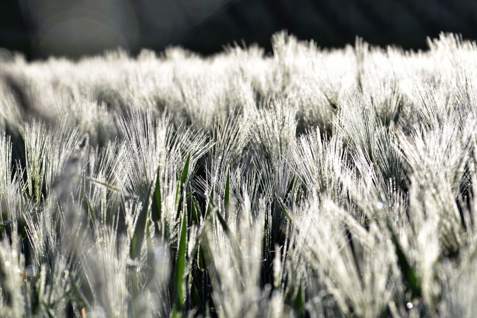 Nikon D5500 sample photo. Wheat, field, winter wheat photography