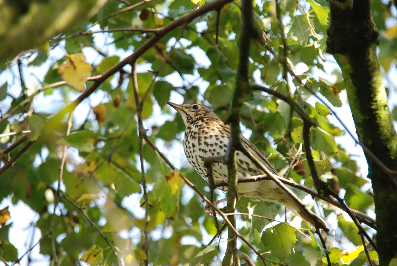 Nikon D80 sample photo. Nature, bird, thrush photography