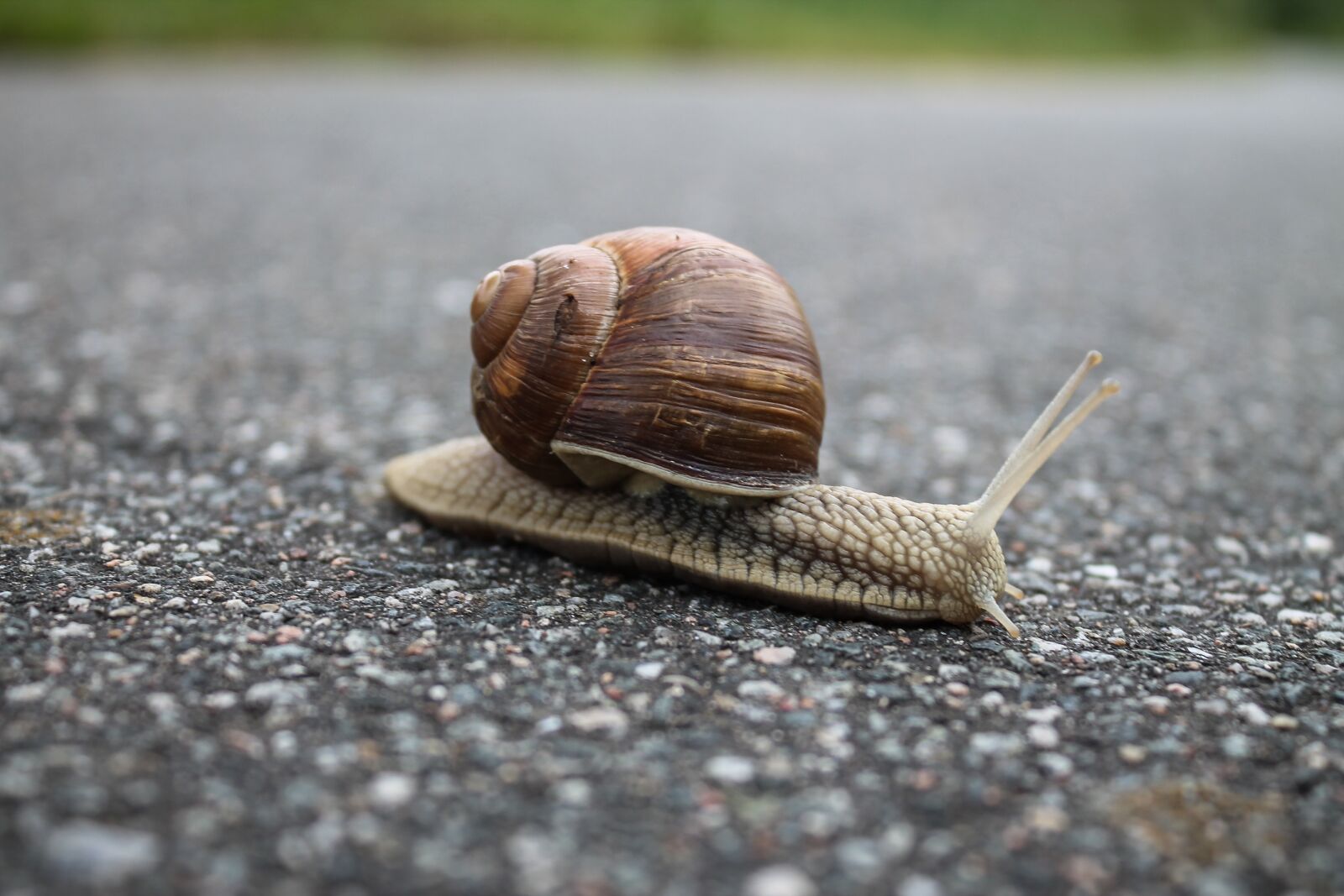 Canon EOS 1100D (EOS Rebel T3 / EOS Kiss X50) sample photo. Snail, slow, shell photography