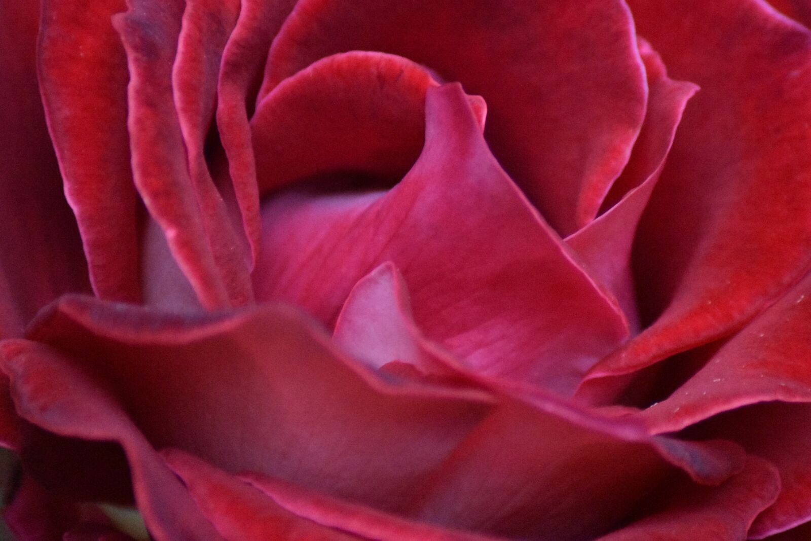 Nikon D3400 sample photo. Red, rose, flower photography