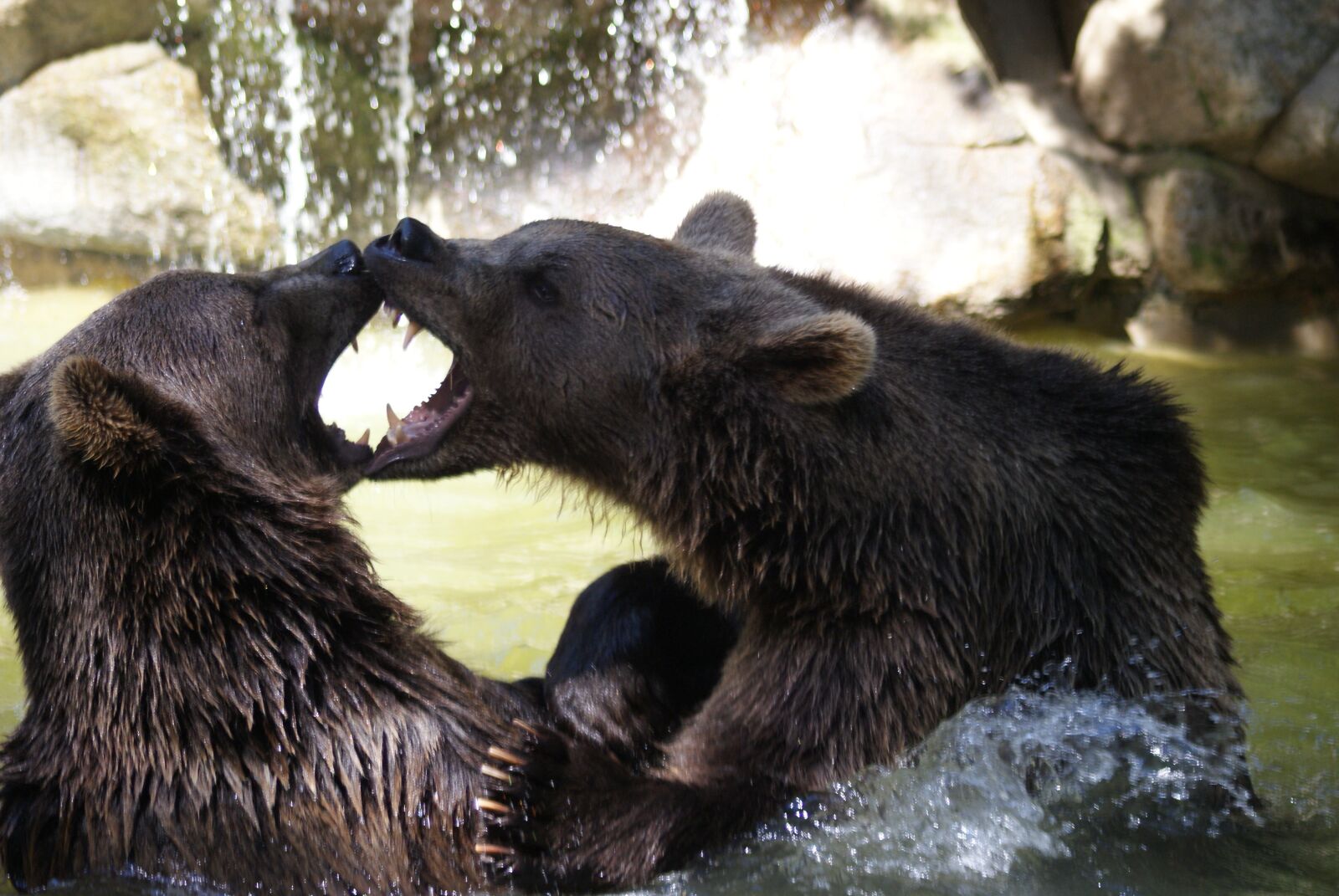 Sony Alpha DSLR-A200 sample photo. Brown bear, water, animals photography