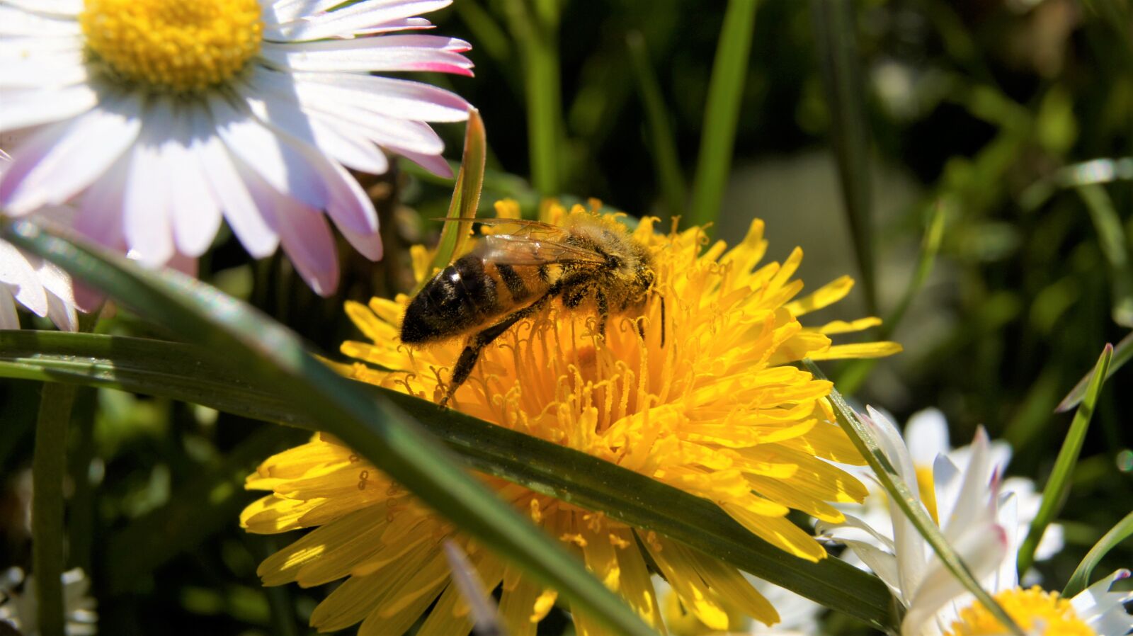 Sony Alpha DSLR-A450 sample photo. Bee, flowers, nature photography