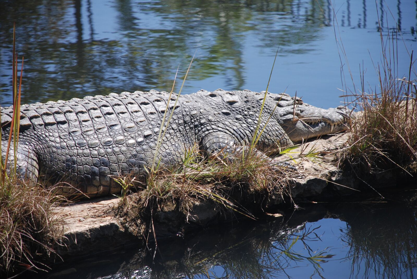 Nikon D80 sample photo. Crocodile, reptile, scales photography