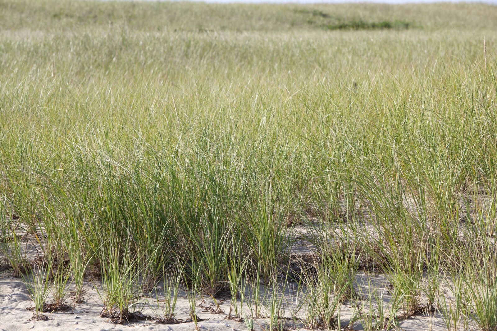 Canon EOS 5D Mark II sample photo. Beach, grass photography