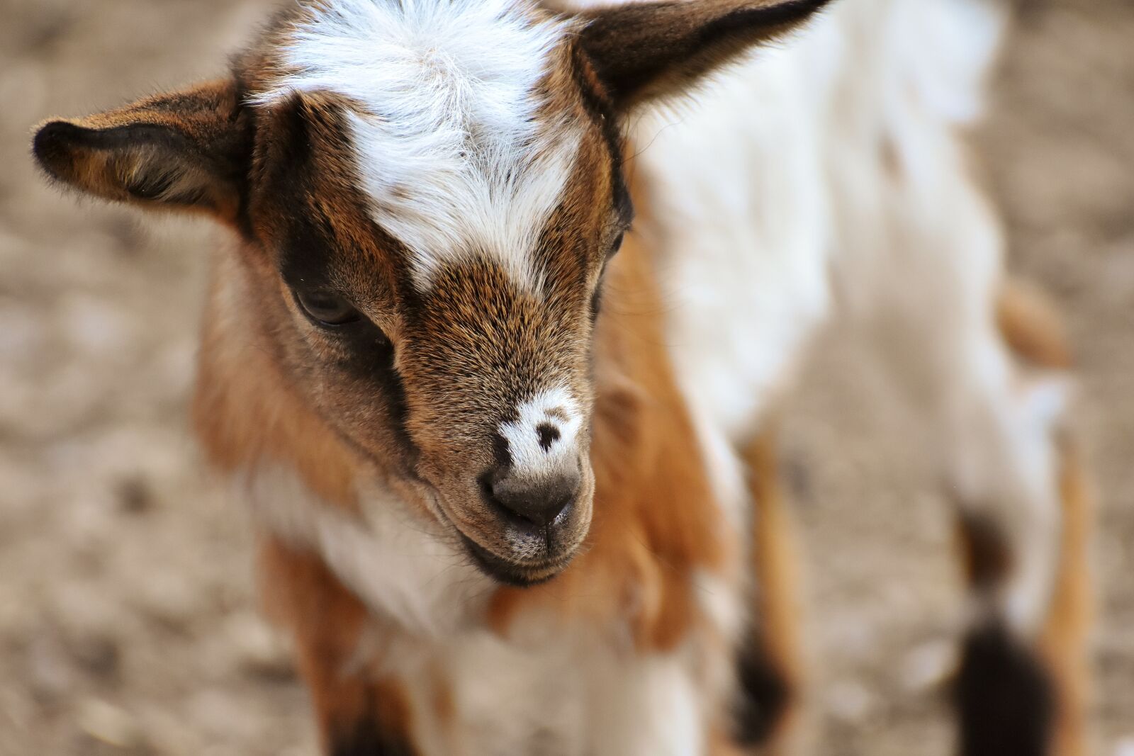 Nikon D7200 sample photo. Goat, young animals, playful photography