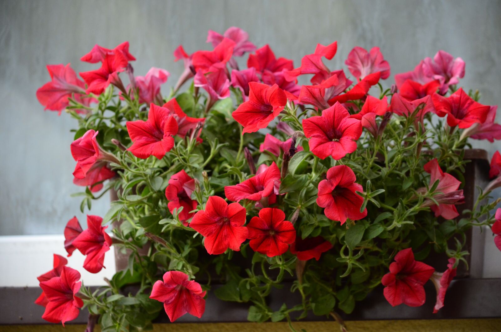 Nikon D5100 sample photo. Flowers, terrace, nature photography