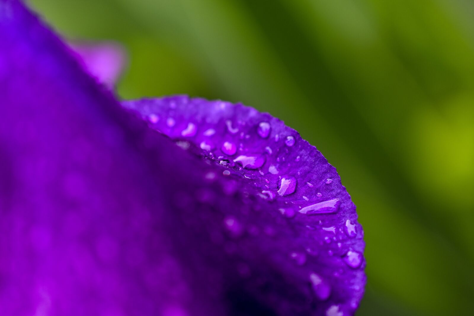 Nikon D3400 sample photo. Flower, rain drops, the photography