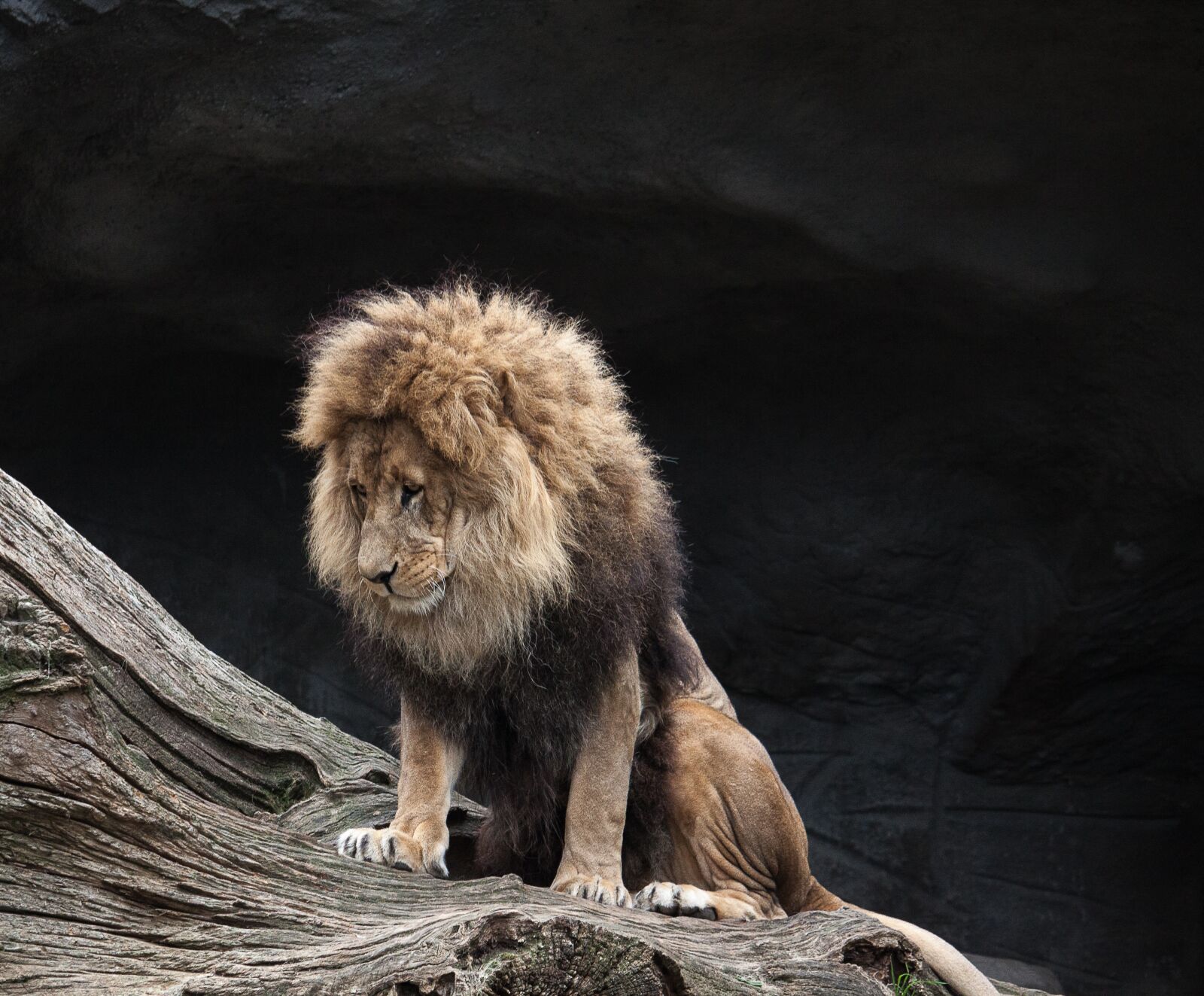 Canon EOS 50D sample photo. Lion, predator, male photography
