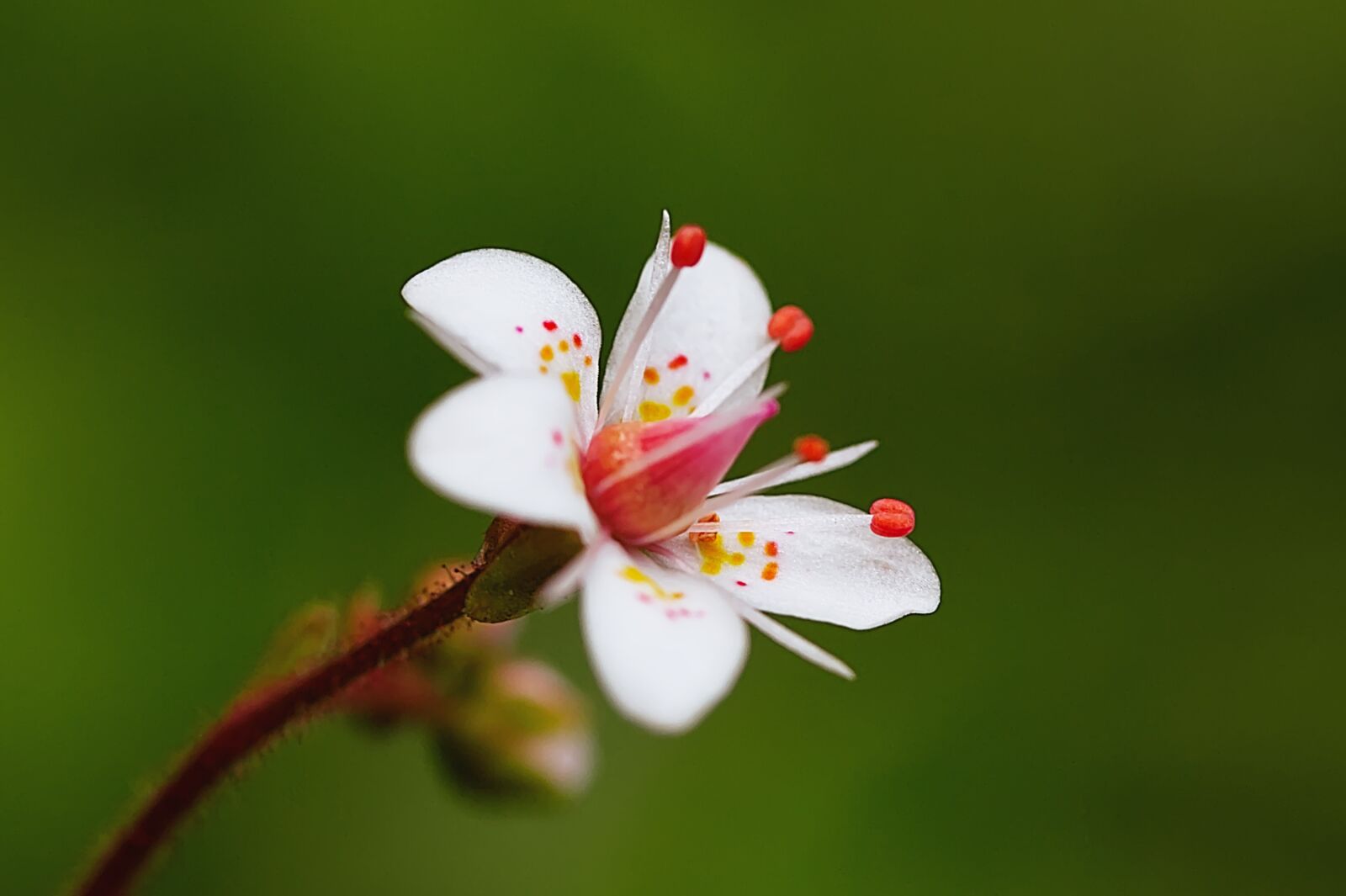 Canon EOS 450D (EOS Rebel XSi / EOS Kiss X2) sample photo. Blossom, bloom, macro photography