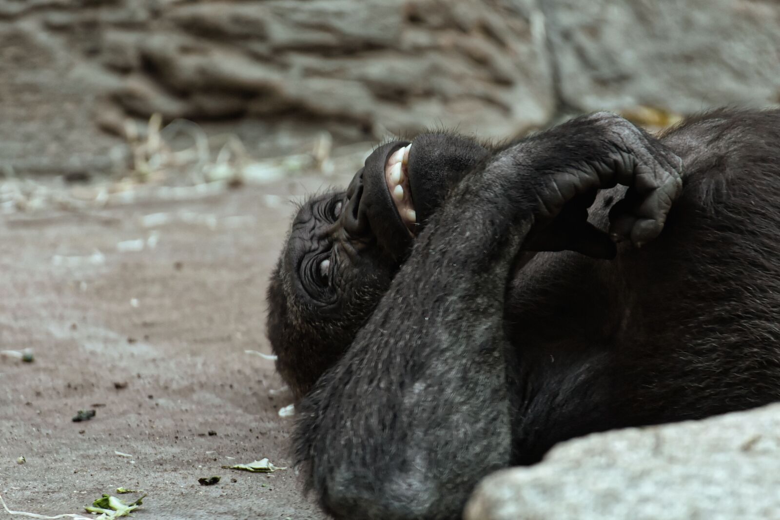 Nikon D7200 sample photo. Gorilla, monkey, animal photography