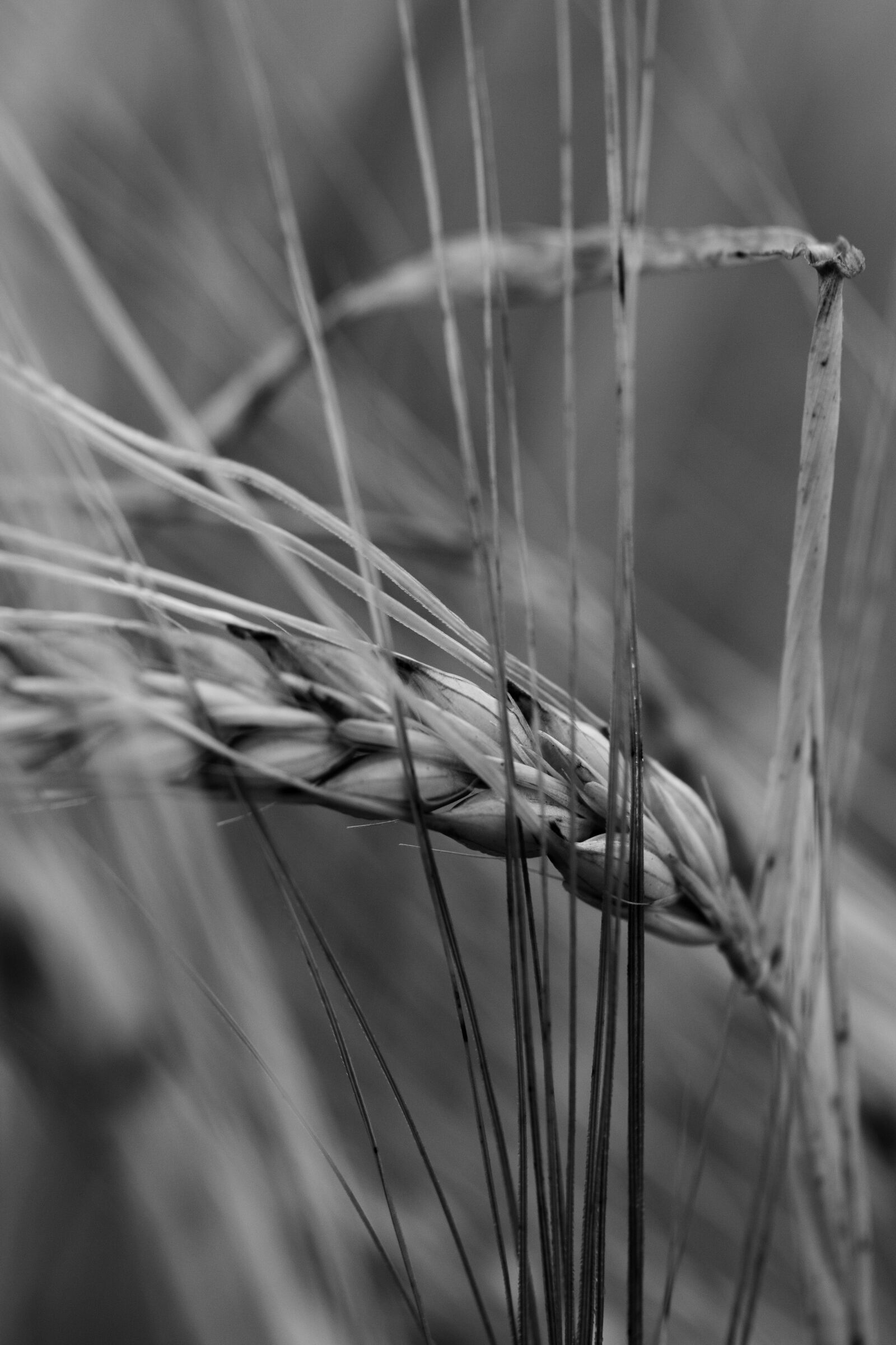 Canon EOS 70D + Canon EF 100mm F2.8L Macro IS USM sample photo. Black and white, barley photography