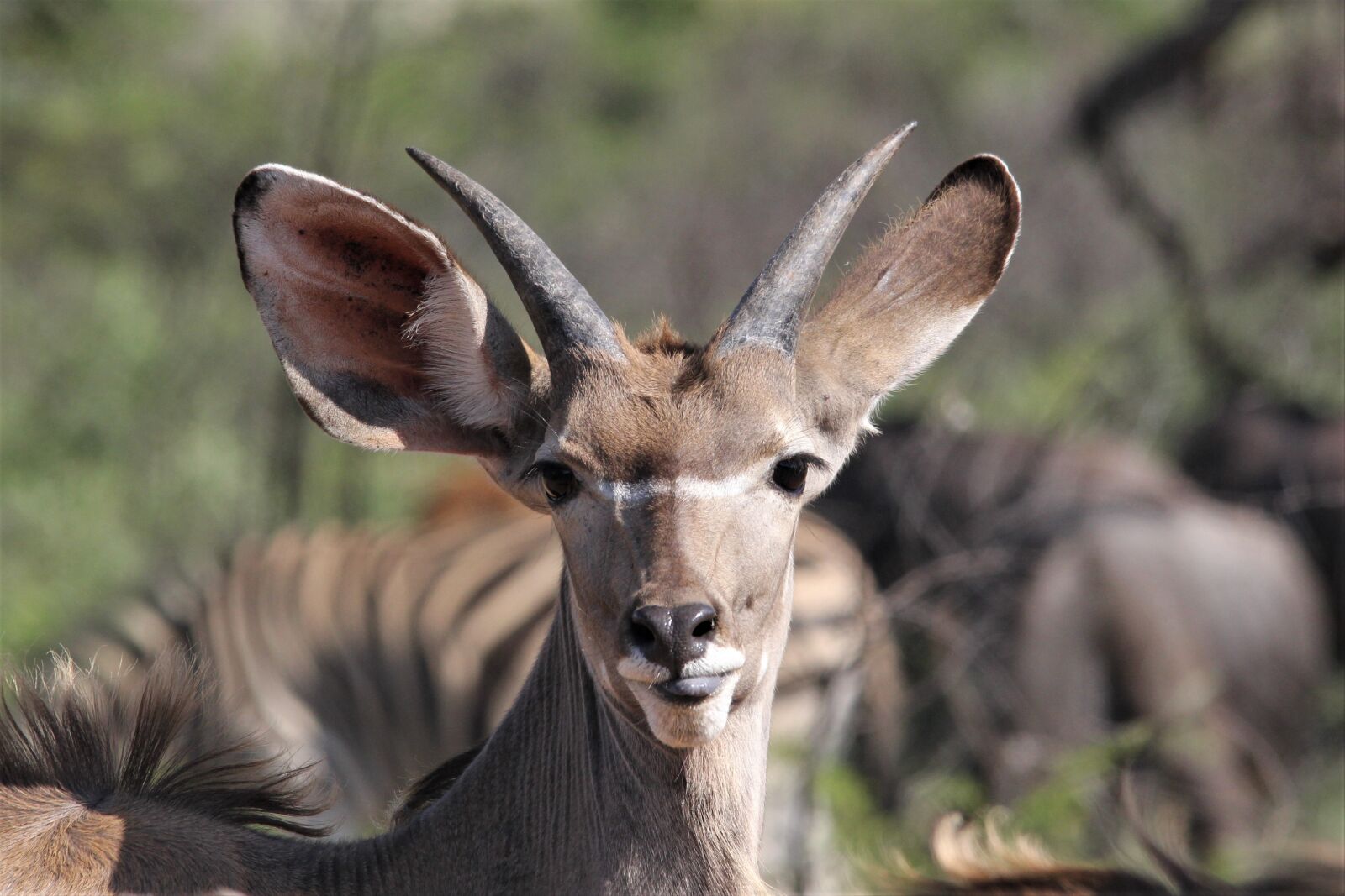 Canon EOS 60D sample photo. Greater, kudu, doe photography